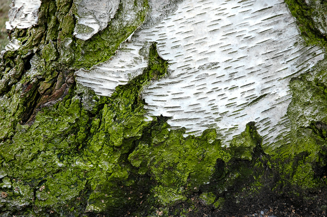 Birch Bark